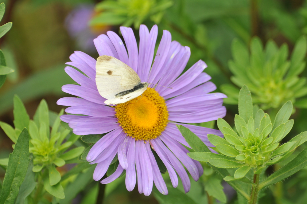 Besuch auf der Blume...