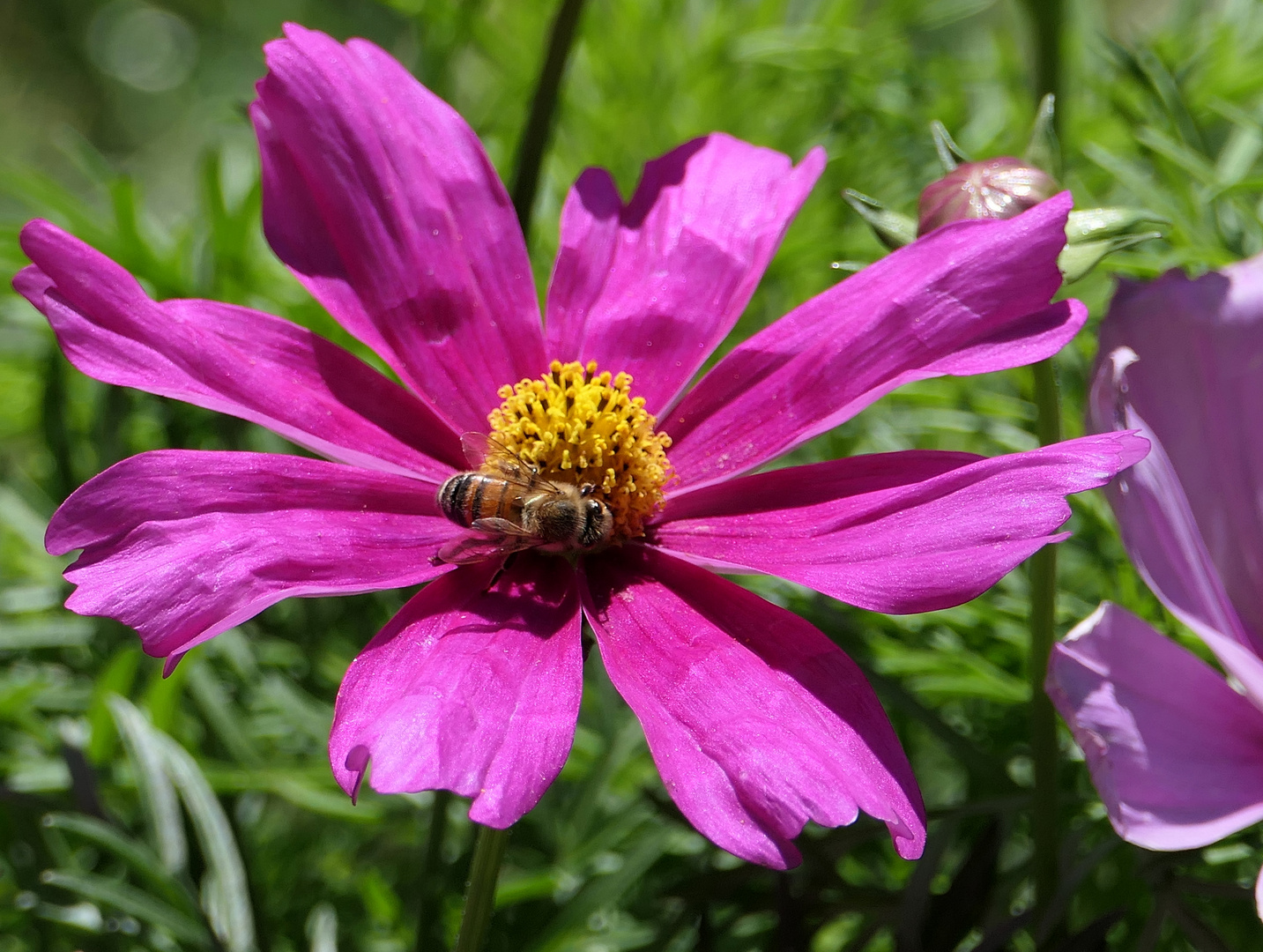 Besuch auf der Cosmea