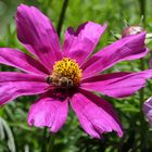 Besuch auf der Cosmea