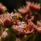 Besuch auf der Dachwurzblüte..