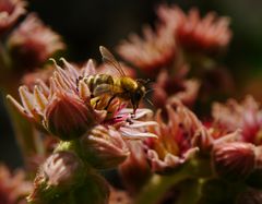 Besuch auf der Dachwurzblüte..