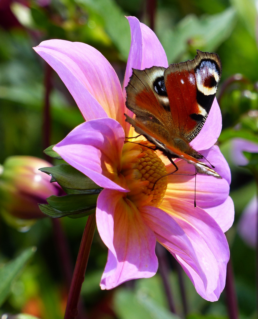 Besuch auf der Dahlie