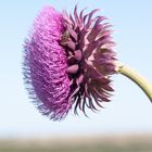 Besuch auf der Distel