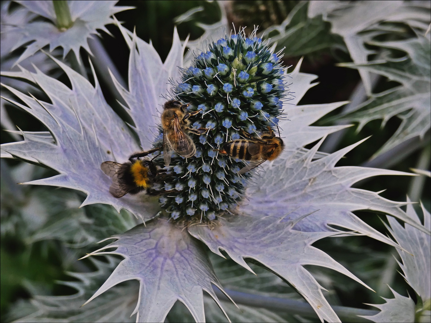 Besuch auf der Distel