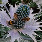 Besuch auf der Distel