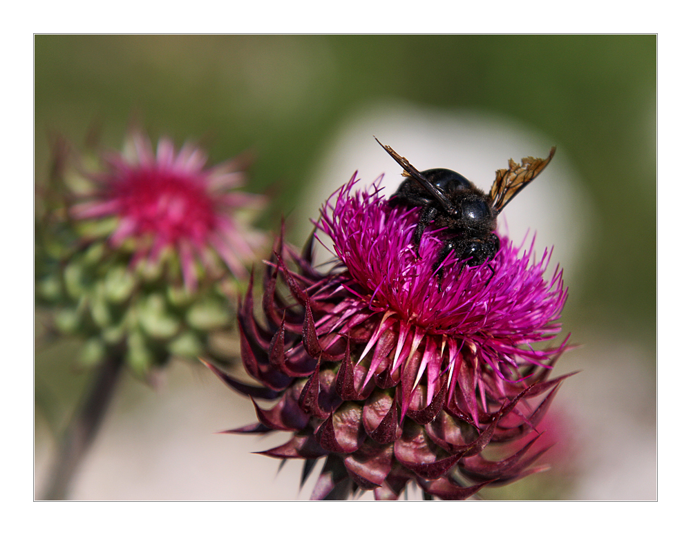 Besuch auf der Distel