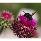 Besuch auf der Distel