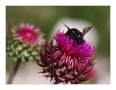 Besuch auf der Distel