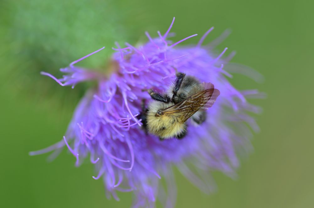 Besuch auf der Distel