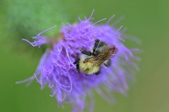 Besuch auf der Distel