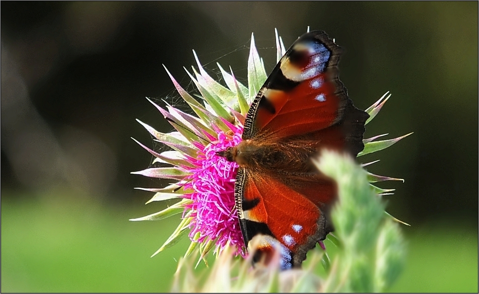 Besuch auf der Distelblüte