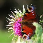 Besuch auf der Distelblüte