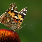 Besuch auf der Echinacea