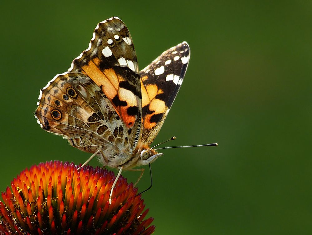 Besuch auf der Echinacea