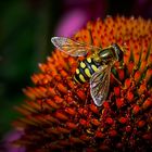 Besuch auf der Echinacea