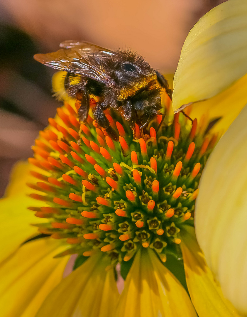 Besuch auf der Echinacea