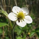 Besuch auf der Erdbeerblüte