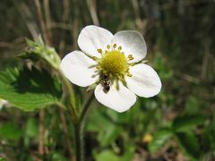 Besuch auf der Erdbeerblüte