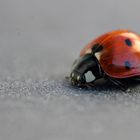 Besuch auf der Fensterbank