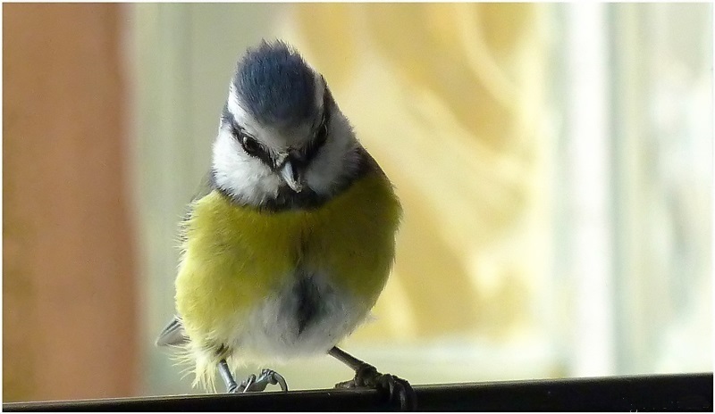 Besuch auf der Fensterbank