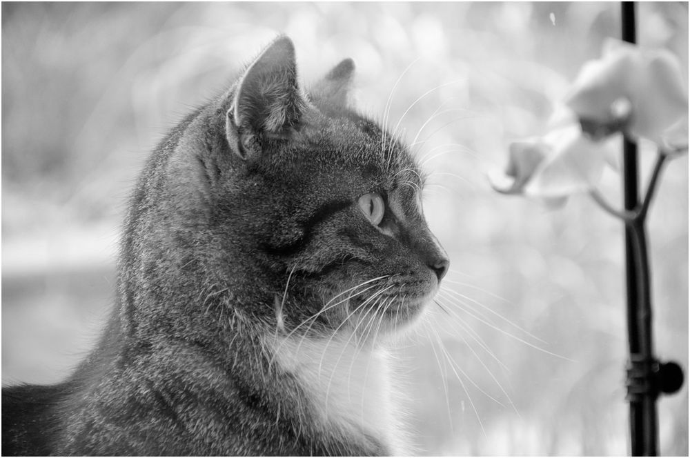 Besuch auf der Fensterbank ....