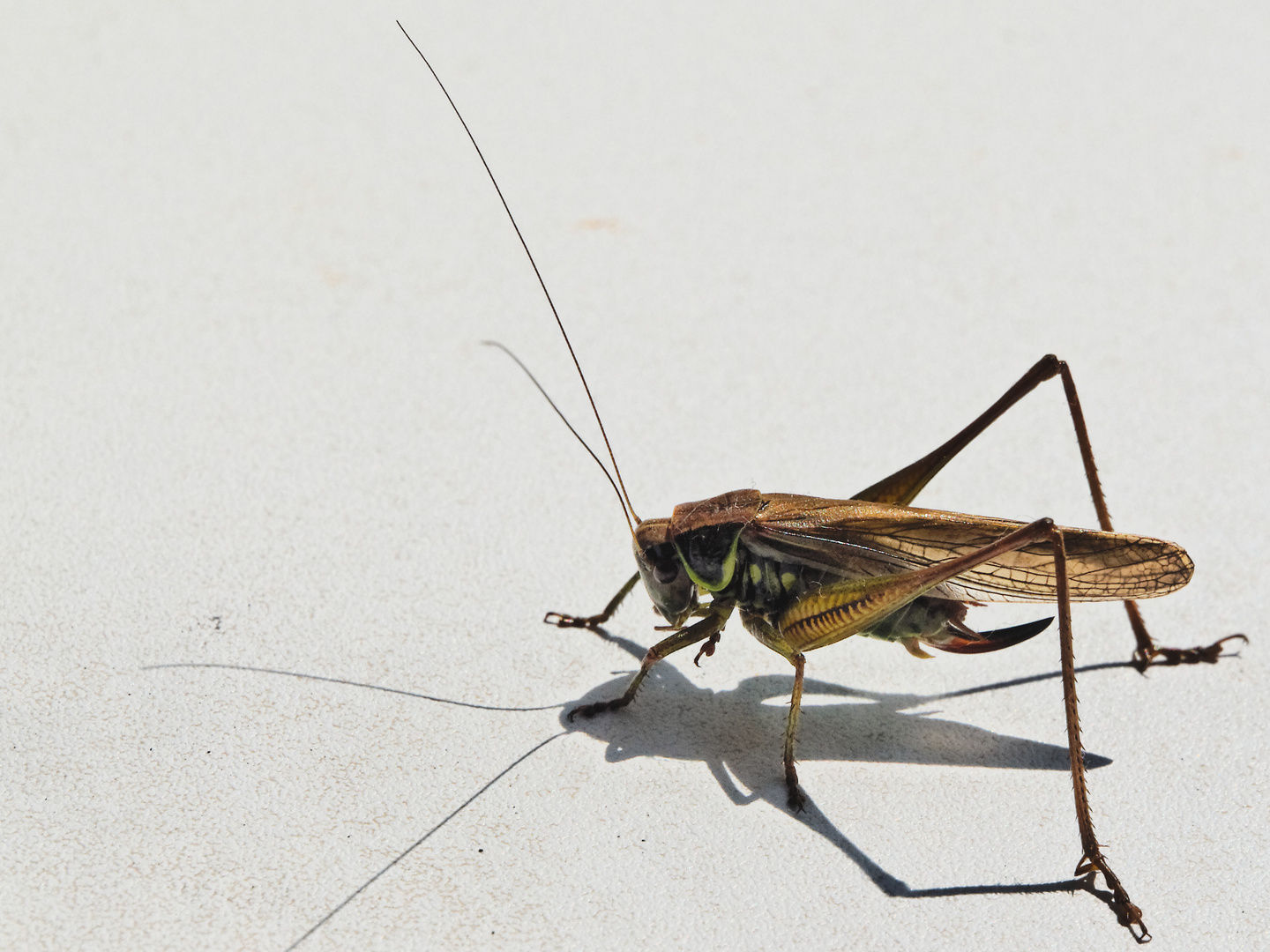 Besuch auf der Fensterbank