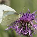 Besuch auf der Flockenblume