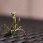 Besuch auf der Gartencouch