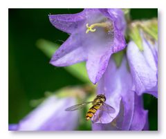 Besuch auf der Glockenblume