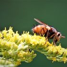 Besuch auf der Goldrute