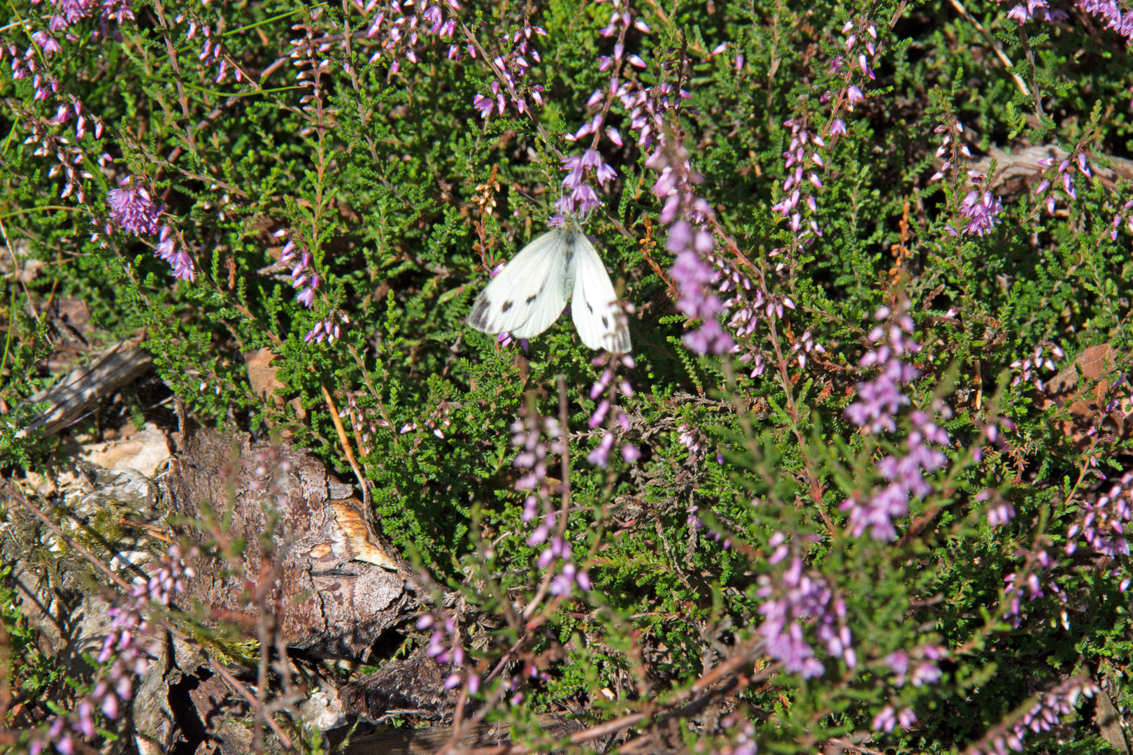 Besuch auf der Heide