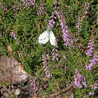 Besuch auf der Heide