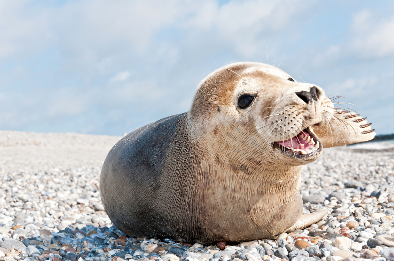 Besuch auf der Helgoland Düne