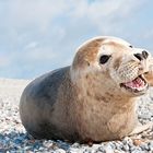 Besuch auf der Helgoland Düne