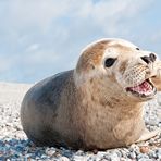 Besuch auf der Helgoland Düne