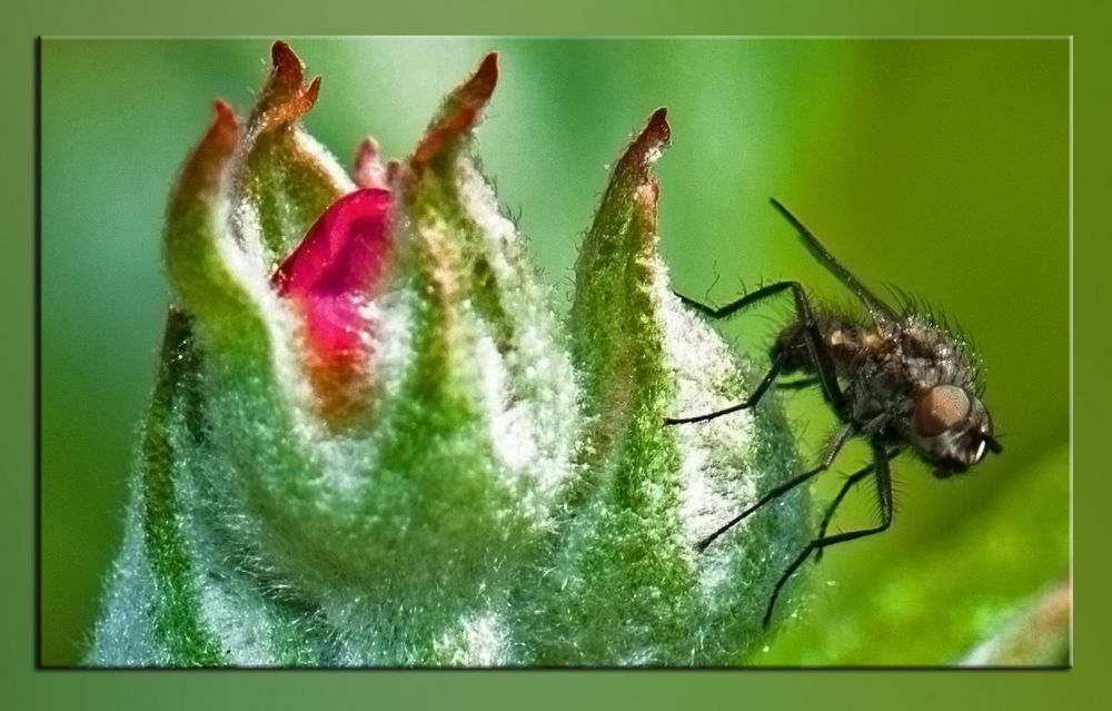 Besuch auf der heraussprießenden Apfelblüte