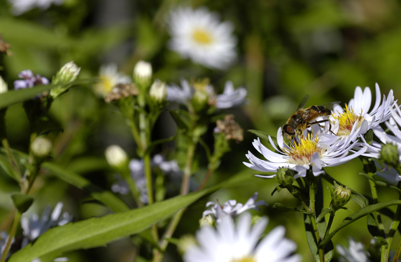 Besuch auf der Herbstaster 1