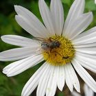 Besuch auf der Herbstaster