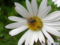 Besuch auf der Herbstaster