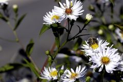 Besuch auf der Herbstaster