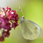 Besuch auf der Hortenise