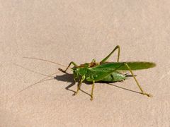 Besuch auf der Hotelterrasse