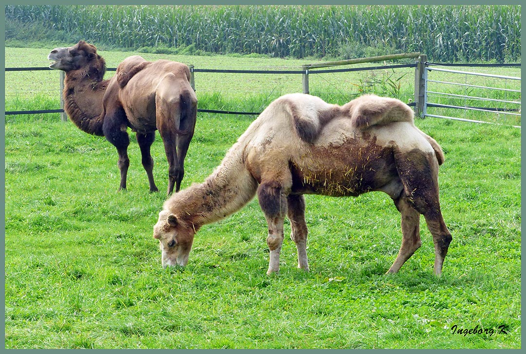 Besuch auf der Kamelfarm in Issum