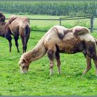 Besuch auf der Kamelfarm in Issum