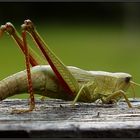 Besuch auf der Kanzel