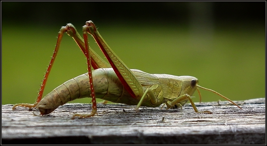 Besuch auf der Kanzel