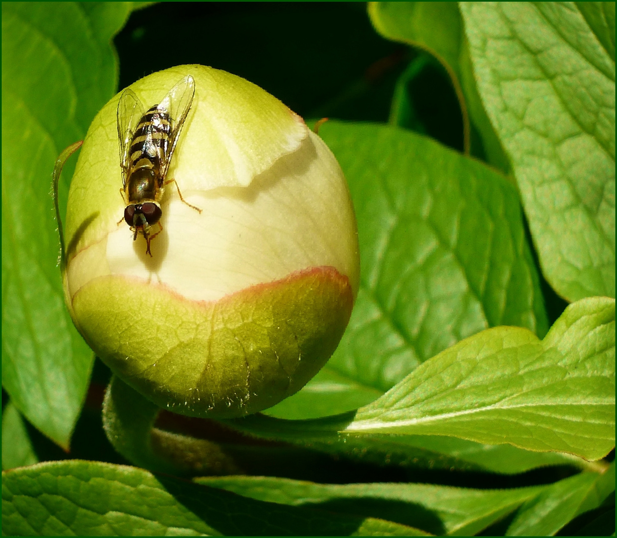 Besuch auf der Knospe 