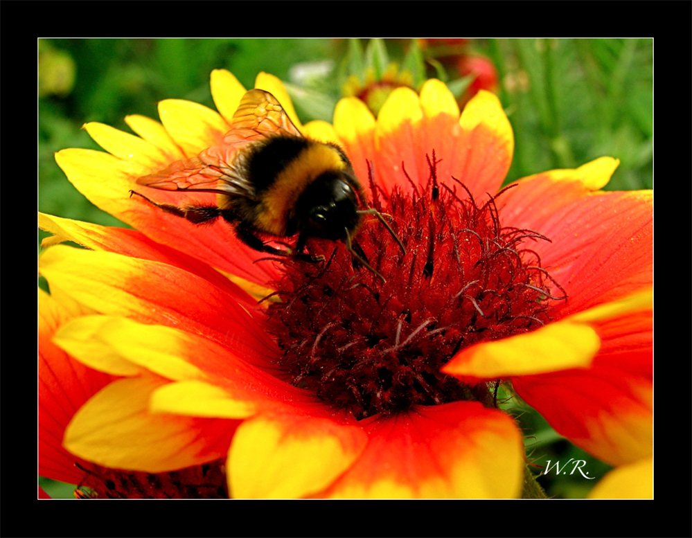 Besuch auf der Kokardenblume....