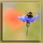 Besuch auf der Kornblume