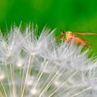 Besuch auf der KuschelBlume